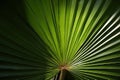 pattern shape geometric shadow light day sunny background plant tropical close leaf palm