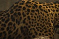 Pattern on Jaguar tiger skin Royalty Free Stock Photo