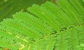 Pattern of Small Bracken Leaves use for background Royalty Free Stock Photo