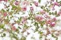 Pattern of small pink flowers with leaves on a white background Royalty Free Stock Photo