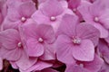 The pattern of the small soft pink flowers Royalty Free Stock Photo