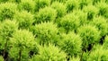 Pattern of small topiary trees lined up in a greenhouse