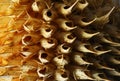 PATTERN OF SPIKY SEED CAPSULES ON A WILD DAGGA SEED CLUSTER
