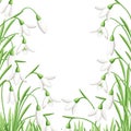 Pattern of spring flower. The first snowdrops Galanthus. Flowers for decoration. Vector illustration isolated on white background.