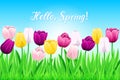 Pattern Of Spring Multi-Color Tulips And Green Grass On Bright Blue Background. Flowerbed With Vector Blooming Flowers