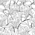 Vector seamless pattern with outline tropical Gloriosa superba or flame lily, stem with flower and leaf in black on the white. Royalty Free Stock Photo