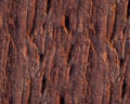 Pattern and structure of beech bark. Royalty Free Stock Photo