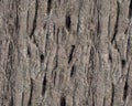 Pattern and structure of beech bark. Royalty Free Stock Photo