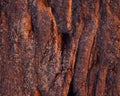 Pattern and structure of beech bark. Royalty Free Stock Photo