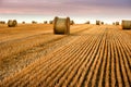 stubble harvested in the field of wheat and bales of straw in rolls against the beautiful evening sky