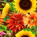 Pattern 2 of sunflowers with dahlias Royalty Free Stock Photo