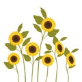 Pattern of sunflowers isolated icon