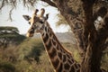 Giraffe tall mammal nature safari wild wildlife animals neck africa