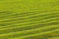 Pattern of tea plantation on Azores islands, Portugal Royalty Free Stock Photo