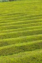 Pattern of tea plantation on Sao Miguel island, Azores, Portugal Royalty Free Stock Photo