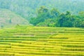 Pattern Terraced rice on Mountain