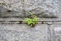 Rusty stone wall texture background. Pattern and texture background of old stone wall covered with clumps of green moss Royalty Free Stock Photo