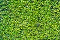Pattern Texture Background of Tiny Small Green leaves, Korean Ba