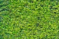 Pattern Texture Background of Tiny Small Green leaves, Korean Ba Royalty Free Stock Photo