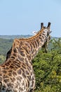 Pattern and Texture of Giraffe Body against Natural Hilly Landscape