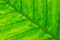 Pattern and texture of green yam leaf (Colocasia esculenta)