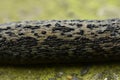 Pattern texture of leopard slug Royalty Free Stock Photo