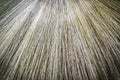 Pattern and texture of nature broom Royalty Free Stock Photo