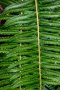 Pattern in texture in nature, closeup of a green sword fern as a nature background Royalty Free Stock Photo