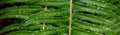 Pattern in texture in nature, closeup of a green sword fern as a nature background Royalty Free Stock Photo