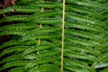 Pattern in texture in nature, closeup of a green sword fern as a nature background Royalty Free Stock Photo