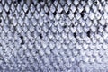 Pattern texture of salmon skin. Macro shot salmon skin surface texture background. Close up picture of texture of salmon skin deta