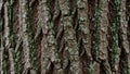 Pattern and texture suggest a mature tree possibly an oak or similar Royalty Free Stock Photo