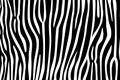 Pattern texture tiger zebra fur white stripe black jungle safari