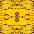 Pattern texture of yellow and red sikkim silk butterfly wing G Royalty Free Stock Photo