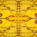 Pattern texture of yellow and red sikkim silk butterfly wing G Royalty Free Stock Photo