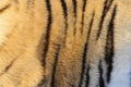 Pattern from the Tiger Royalty Free Stock Photo