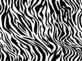 Pattern. Tiger zebra texture abstract background. Animal safari skin white black . Vector jungle strip seamless