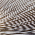 Pattern is tightly packed, emphasizing the linear structure typical of mushroo Royalty Free Stock Photo