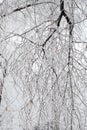 A pattern of tree branches covered with snow. Hoarfrost on the branches. Natural background Royalty Free Stock Photo