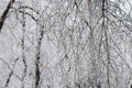 A pattern of tree branches covered with snow. Hoarfrost on the branches. Natural background. Winter nature Royalty Free Stock Photo