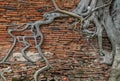 The pattern of tree roots growing on the old red brick wall of abandoned ancient building Royalty Free Stock Photo