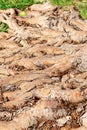 Pattern tree roots wooden brown background closeup base tropical