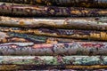 Pattern of tree trunks, wood logs with bark, Deforestation and nature background Royalty Free Stock Photo