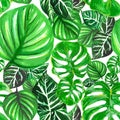 pattern of tropical large velvet green monstera leaves