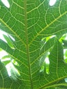 Pattern of vains on leaf