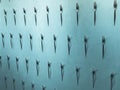 Pattern of a variety of metal forks, cutlery on the wall on a blue background. Texture