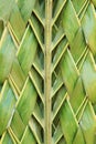 Pattern weaving of coconut leaves