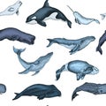 Pattern with whale. Hand drawn vector illustration with wildlife animals