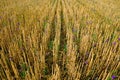 Pattern of wheat stubble with purple wild flowers.