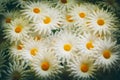 Pattern of white artificial daisies